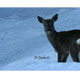 Biche
