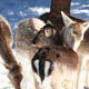 Biche